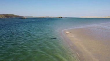 Fok balıkları Gweebarra Körfezi 'nde yüzüyor ve dinleniyor..