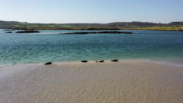 Tuleni Plavání Odpočinku Zátoce Gweebarra County Donegal Irsko — Stock video
