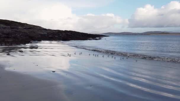 ドニゴール州のInishkeel島でビーチを楽しむサンドパイパーの群れ アイルランド — ストック動画