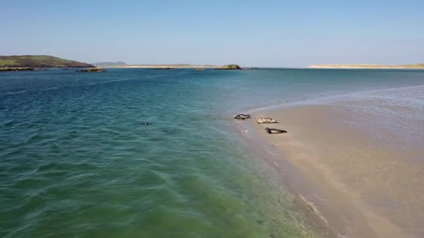 Segel Berenang Dan Dan Beristirahat Teluk Gweebarra County Donegal Irlandia — Stok Video