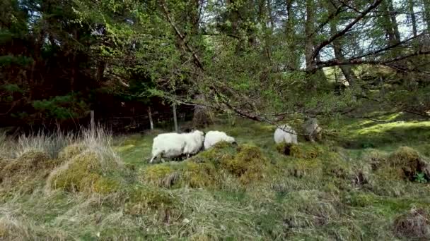 Owce Wypasane Lesie Hrabstwie Donegal Irlandia — Wideo stockowe
