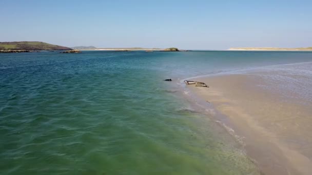 Pieczęcie Pływające Odpoczywające Zatoce Gweebarra County Donegal Irlandia — Wideo stockowe