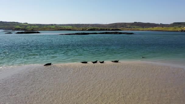 Σφραγίδες Που Κολυμπούν Και Αναπαύονται Στον Κόλπο Gweebarra County Donegal — Αρχείο Βίντεο