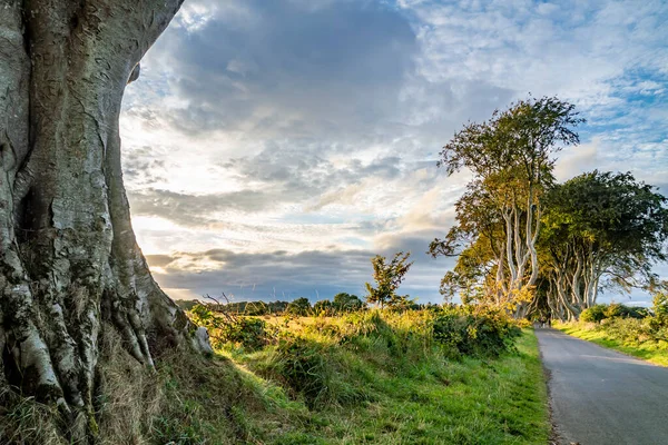 Σήραγγα Του Δένδρου Dark Hedges Στο Ballymoney Βόρεια Ιρλανδία Ηνωμένο — Φωτογραφία Αρχείου