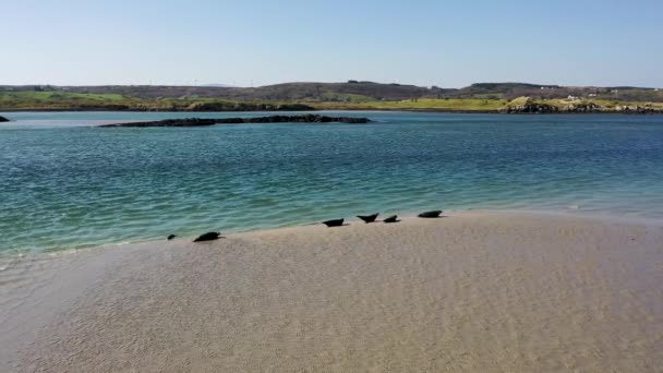 Robben Schwimmen Und Ruhen Der Bucht Von Gweebarra County Donegal — Stockvideo