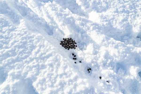 アイルランドのドニゴール州グレンヴェー国立公園の雪の上に落ちるウサギ — ストック写真