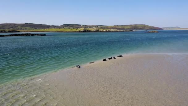 Seals Swimming Resting Gweebarra Bay County Donegal Ireland — Stock Video