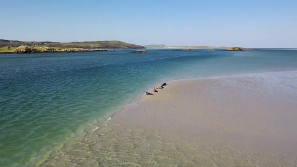 Selos Nadando Descansando Baía Gweebarra County Donegal Irlanda — Vídeo de Stock