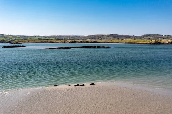 Selos Nadando Descansando Baía Gweebarra County Donegal Irlanda — Fotografia de Stock