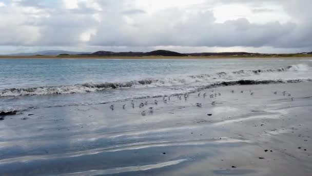 Stado Piaskowiczów Cieszących Się Plażą Wyspie Inishkeel Hrabstwie Donegal Irlandia — Wideo stockowe