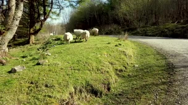 Schapen Grazen Het Bos County Donegal Ierland — Stockvideo