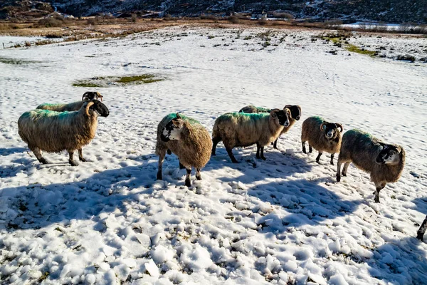 Troupeau Moutons Dans Une Prairie Enneigée Comté Donegal Irlande — Photo