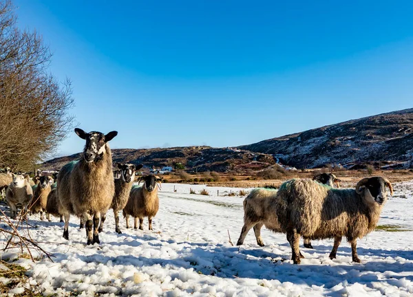 Flock Får Snötäckt Äng Grevskapet Donegal Irland — Stockfoto