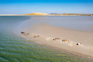 Seals swimming and and resting at Gweebarra bay - County Donegal, Ireland. clipart