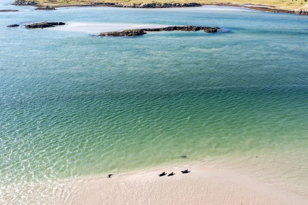 Gweebarra湾でのアザラシの泳ぎと休息 County Donegal Ireland — ストック写真