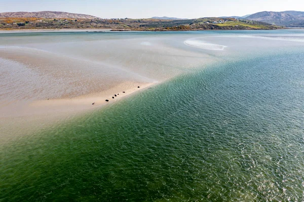 Gweebarra湾でのアザラシの泳ぎと休息 County Donegal Ireland — ストック写真