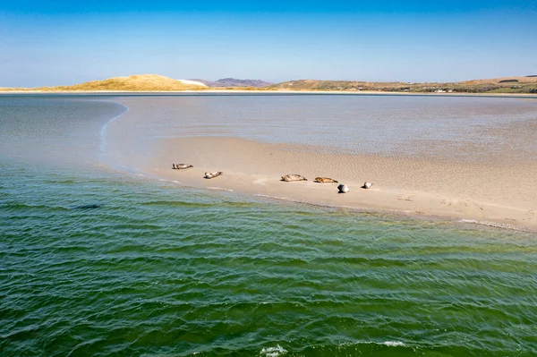 Robben Schwimmen Und Ruhen Der Bucht Von Gweebarra County Donegal — Stockfoto