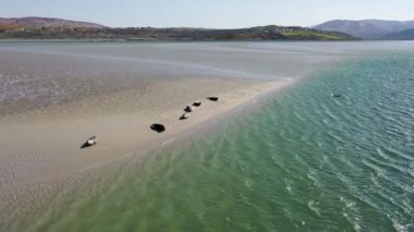 Fok balıkları Gweebarra Körfezi 'nde yüzüyor ve dinleniyor..