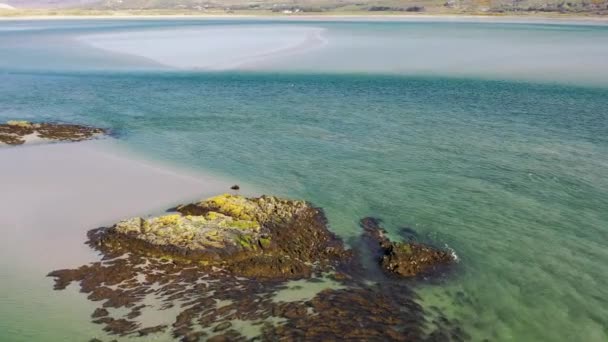 Печатки Плавають Відпочивають Бухті Ґвібарра Графство Донеґал Ірландія — стокове відео