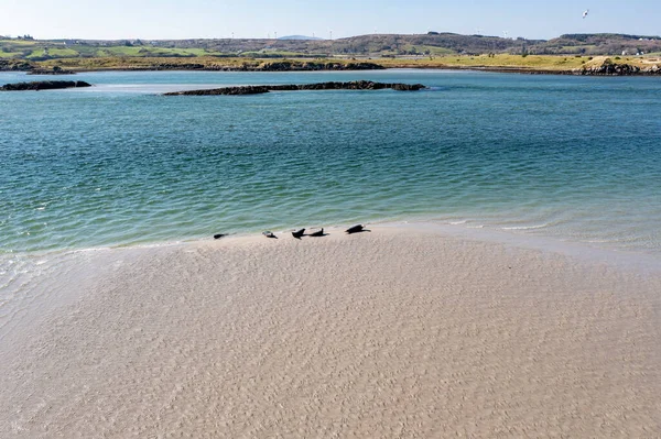 Pieczęcie Pływające Odpoczywające Zatoce Gweebarra County Donegal Irlandia — Zdjęcie stockowe