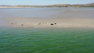 Fok balıkları Gweebarra Körfezi 'nde yüzüyor ve dinleniyor..