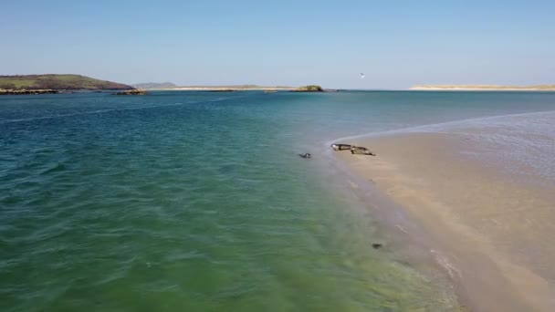 Phoques Nageant Reposant Dans Baie Gweebarra Comté Donegal Irlande — Video