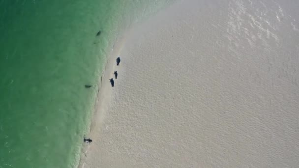 在Gweebarra湾的海豹游泳和休息 爱尔兰多纳加尔县 — 图库视频影像