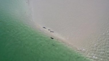 Fok balıkları Gweebarra Körfezi 'nde yüzüyor ve dinleniyor..