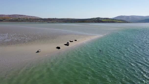 Foche Nuotano Riposano Nella Baia Gweebarra Contea Donegal Irlanda — Video Stock