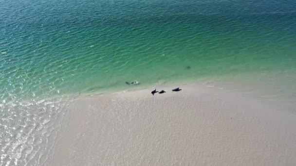 Sellos Nadando Descansando Bahía Gweebarra Condado Donegal Irlanda — Vídeos de Stock