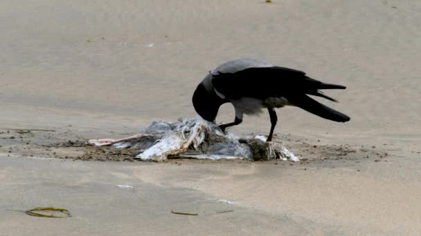 Cuervo Comiendo Una Gaviota Una Playa Arena Irlanda — Vídeo de stock