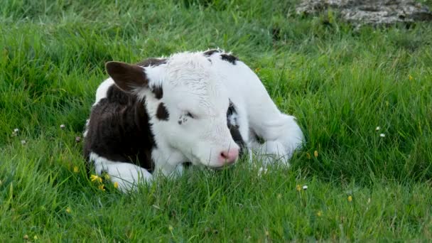 アイルランドの牧草地で休んでいる若い赤ん坊の牛 — ストック動画