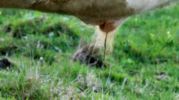 Bull Está Fazendo Xixi Urinando Pasto Irlanda — Vídeo de Stock