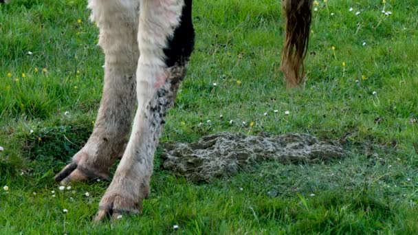 在爱尔兰多纳加县的一块田里喂奶牛 — 图库视频影像