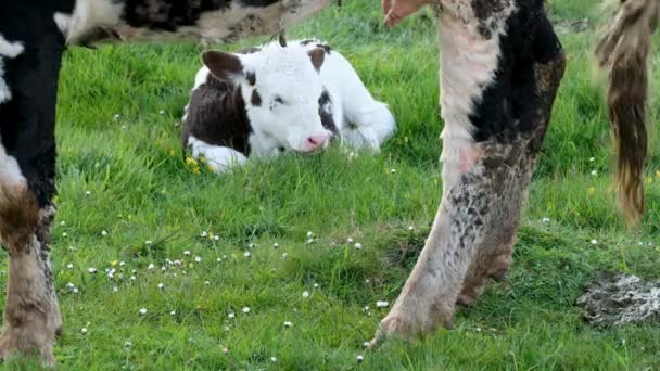 Eine Junge Kuh Ruht Auf Einer Weide Irland — Stockvideo