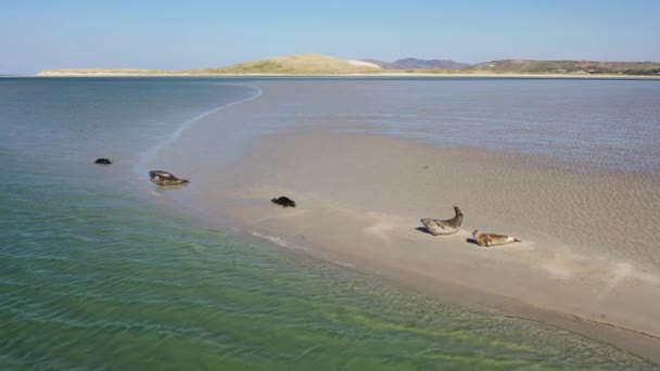 Phoques Nageant Reposant Dans Baie Gweebarra Comté Donegal Irlande — Video