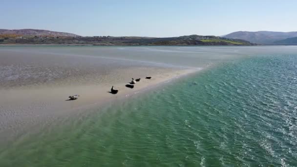 Тюлени Плавают Отдыхают Бухте Гвибарра Графство Донегал Ирландия — стоковое видео
