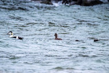 Eiders ailesi ördek yavrularını Atlantik Okyanusu 'nda eğitiyor..