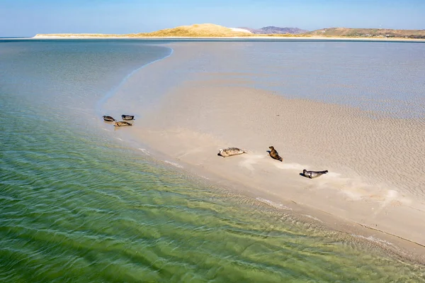 stock image Seals swimming and and resting at Gweebarra bay - County Donegal, Ireland.