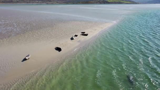 Seals Swimming Resting Gweebarra Bay County Donegal Ireland — Stock Video