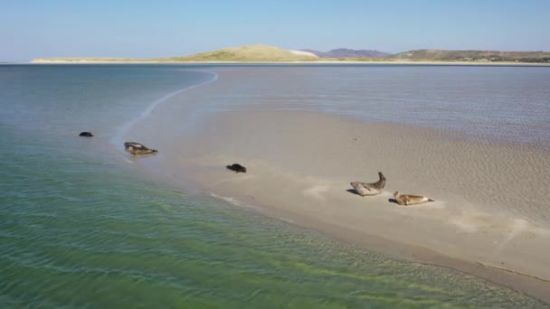 Pieczęcie Pływające Odpoczywające Zatoce Gweebarra County Donegal Irlandia — Wideo stockowe