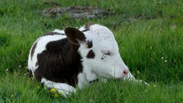 アイルランドの牧草地で休んでいる若い赤ん坊の牛 — ストック動画