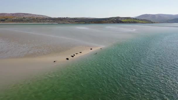 물개들 이수영을 휴식을 취하고 아일랜드의 바라만 — 비디오