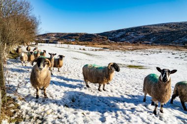 Donegal, İrlanda 'da karla kaplı bir çayırda koyun sürüsü..