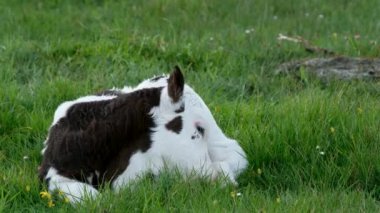 İrlanda 'da bir çayırda dinlenen genç bir inek yavrusu.