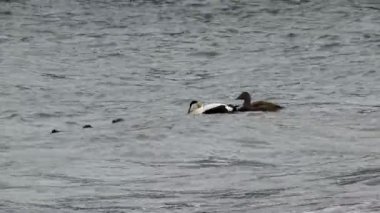 Eiders ailesi ördek yavrularını Atlantik Okyanusu 'nda eğitiyor..