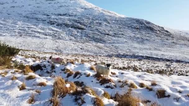 Sheep Snow Doochary Lettermacaward Donegal Irlanda — Vídeos de Stock