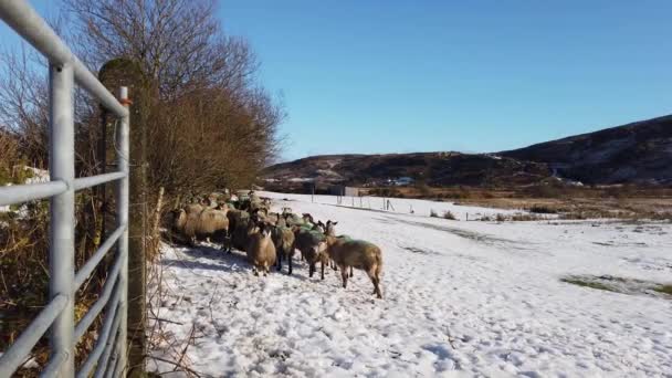 Sheep Dans Neige Entre Doochary Lettermacaward Donegal Irlande — Video