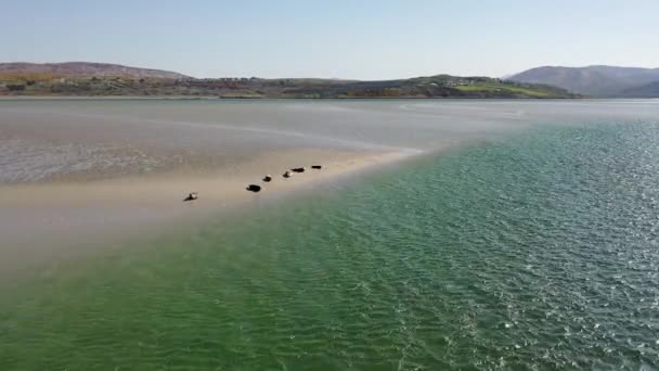 Печатки Плавають Відпочивають Бухті Ґвібарра Графство Донеґал Ірландія — стокове відео