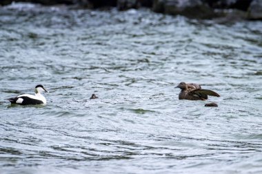 Eiders ailesi ördek yavrularını Atlantik Okyanusu 'nda eğitiyor..